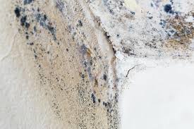 Why You Should Choose Our Mold Remediation Services in Highland Village, TX